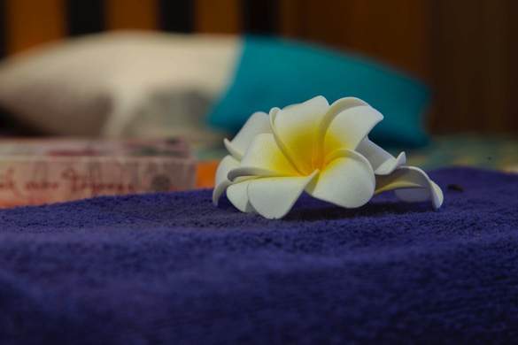 Riviera Travel, MV Yasawa Princess, Lower Main Deck Cabin Flower.jpg